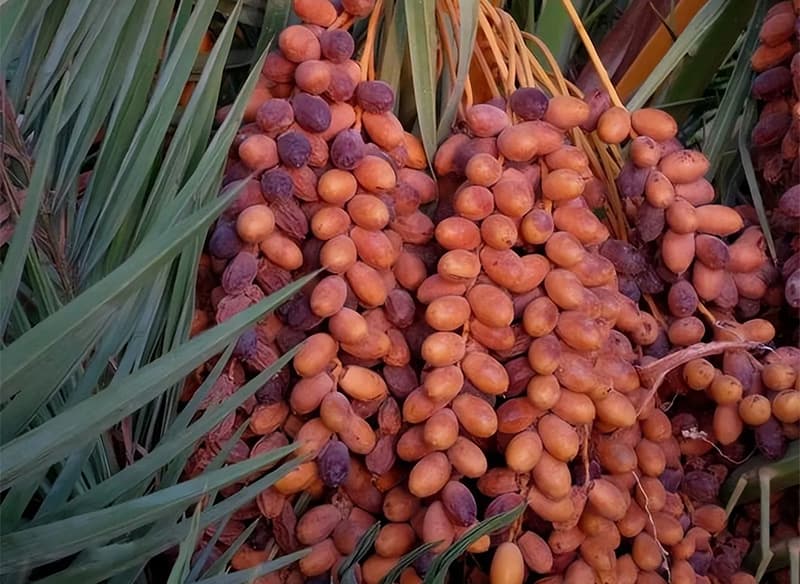 images/1713338985996date plams1.jpg